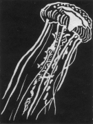 relief print of jellyfish